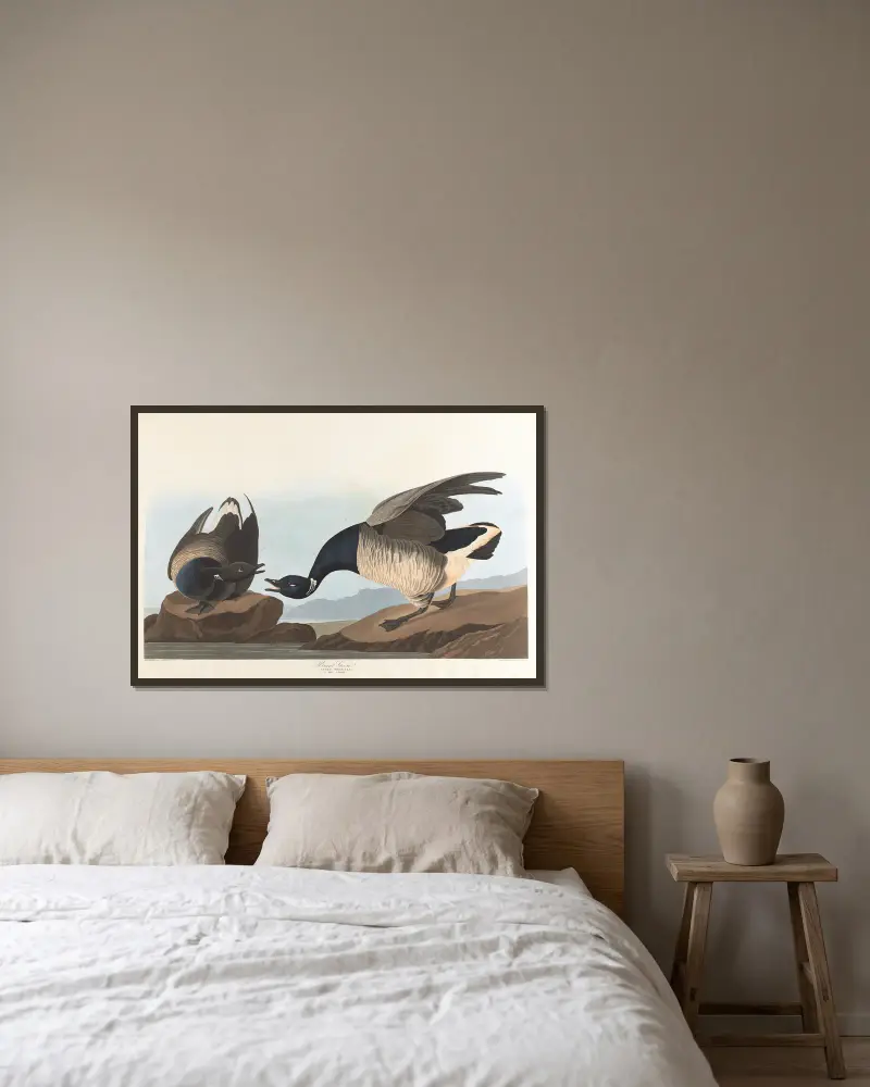 Vitkindad gås, John James Audubon v rámu na stěně