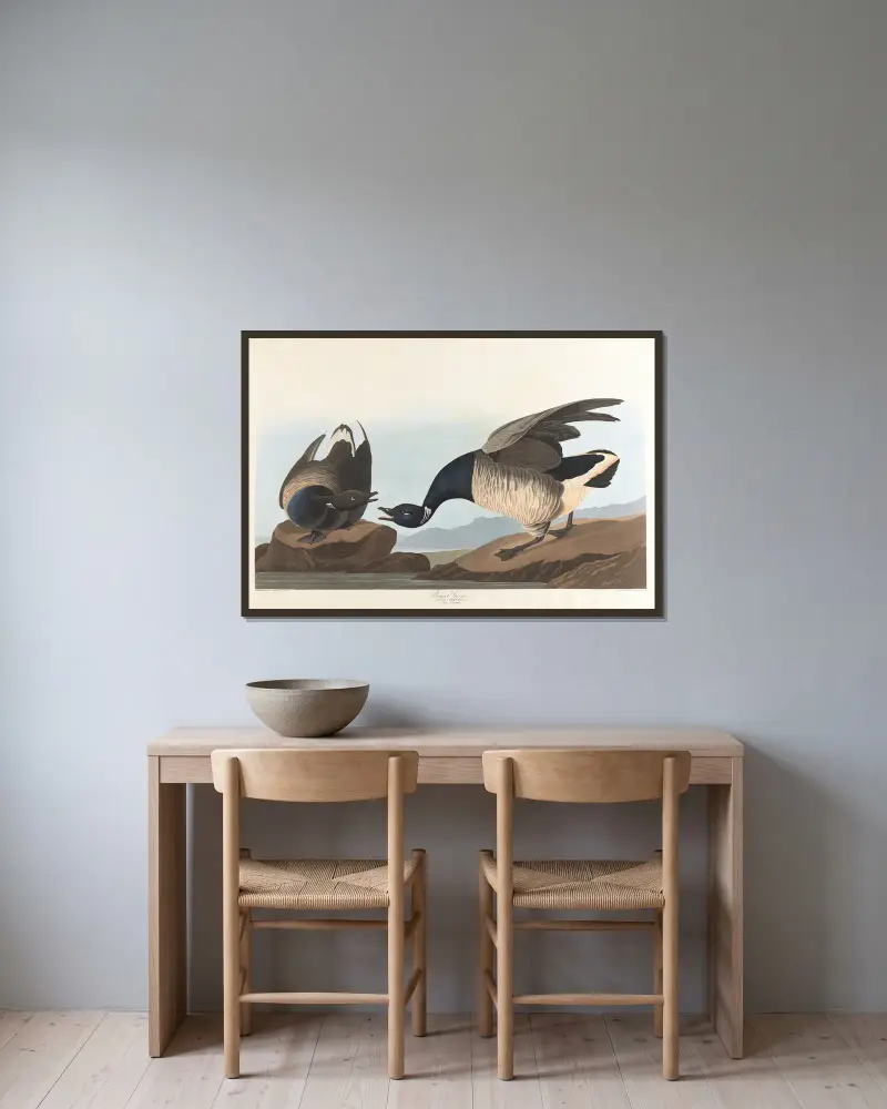 Vitkindad gås, John James Audubon v rámu na stěně