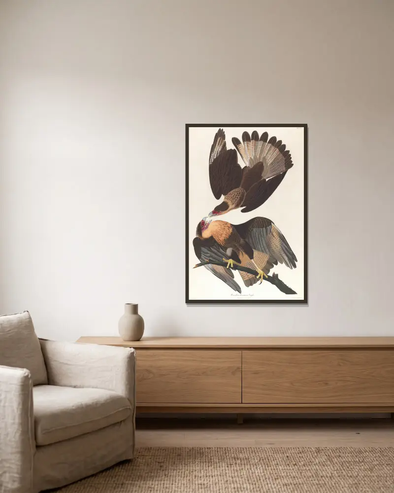 Brasilianischer Caracara-Adler von John James Audubon gerahmt an einer Wand