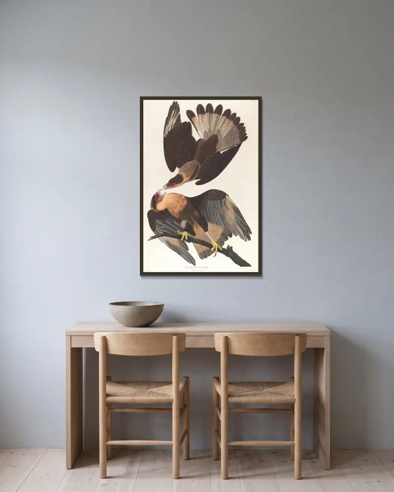 Brasilianischer Caracara-Adler von John James Audubon gerahmt an einer Wand