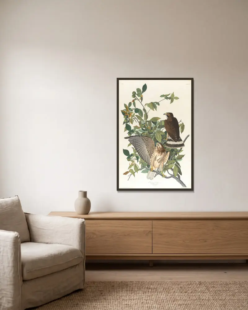 Breitflügelbussard von John James Audubon gerahmt an einer Wand