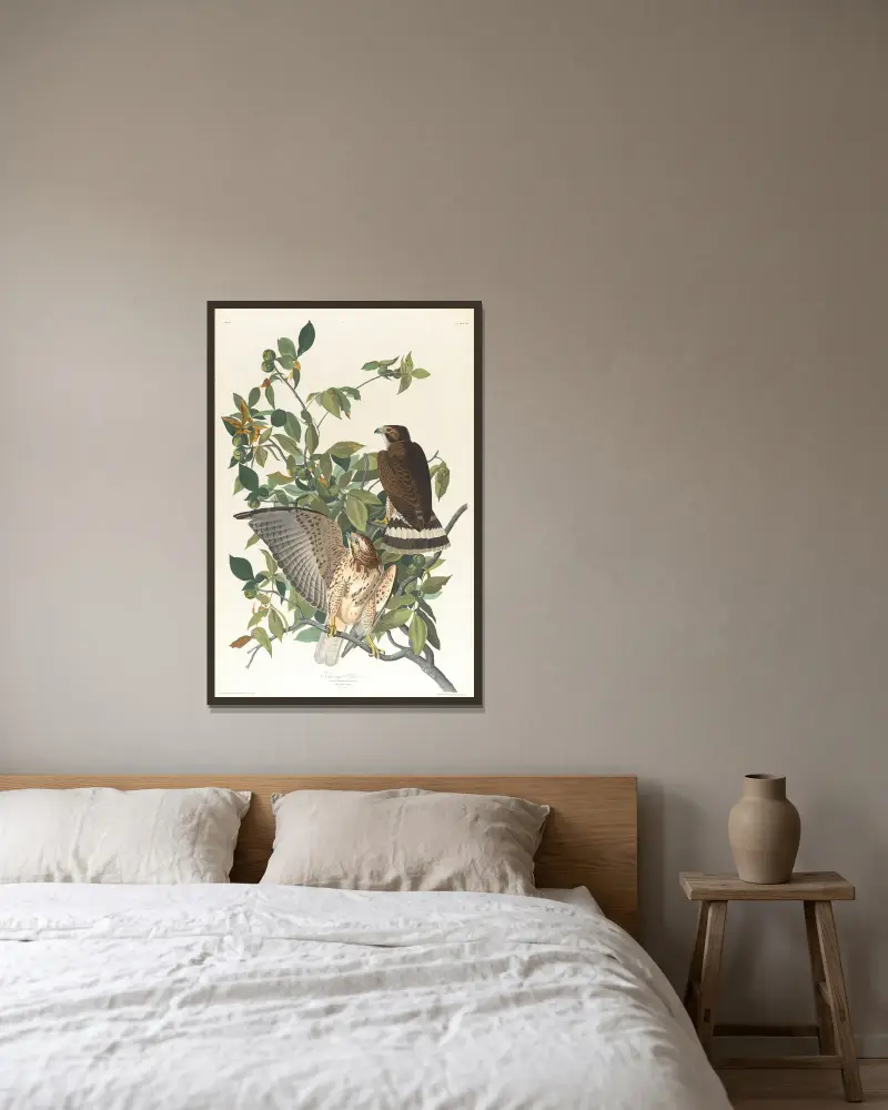 Breitflügelbussard von John James Audubon gerahmt an einer Wand