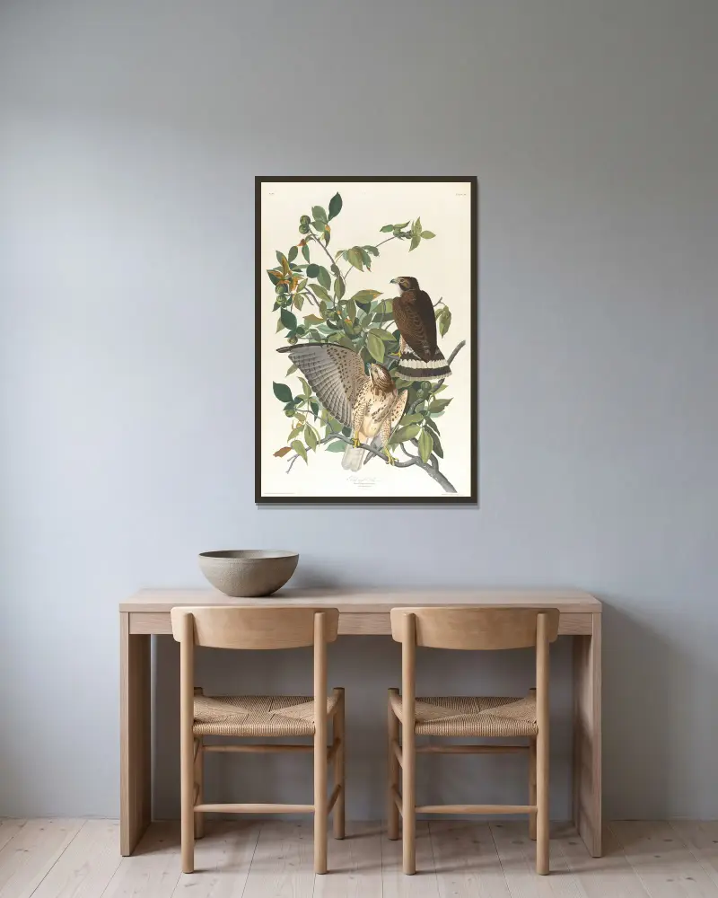 Breitflügelbussard von John James Audubon gerahmt an einer Wand