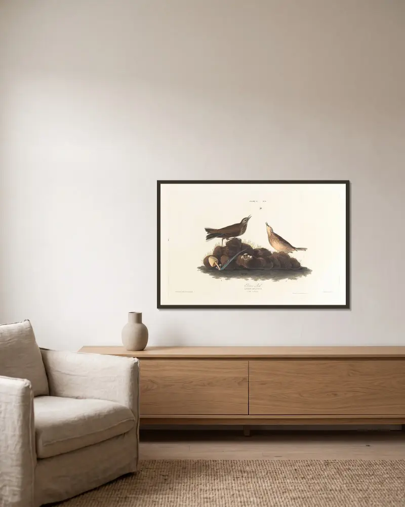 Brunlärka, John James Audubon v rámu na stěně