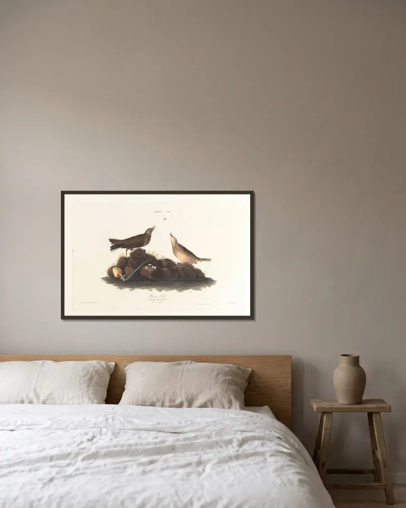 Brunlärka, John James Audubon v rámu na stěně