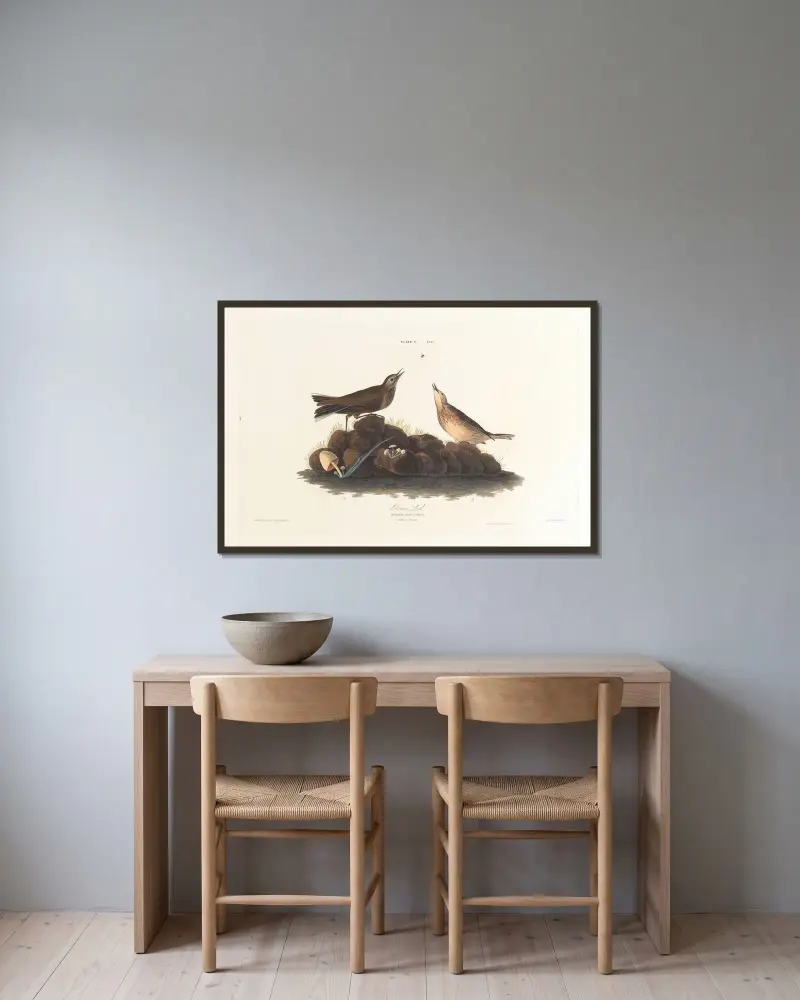 Brunlärka, John James Audubon v rámu na stěně