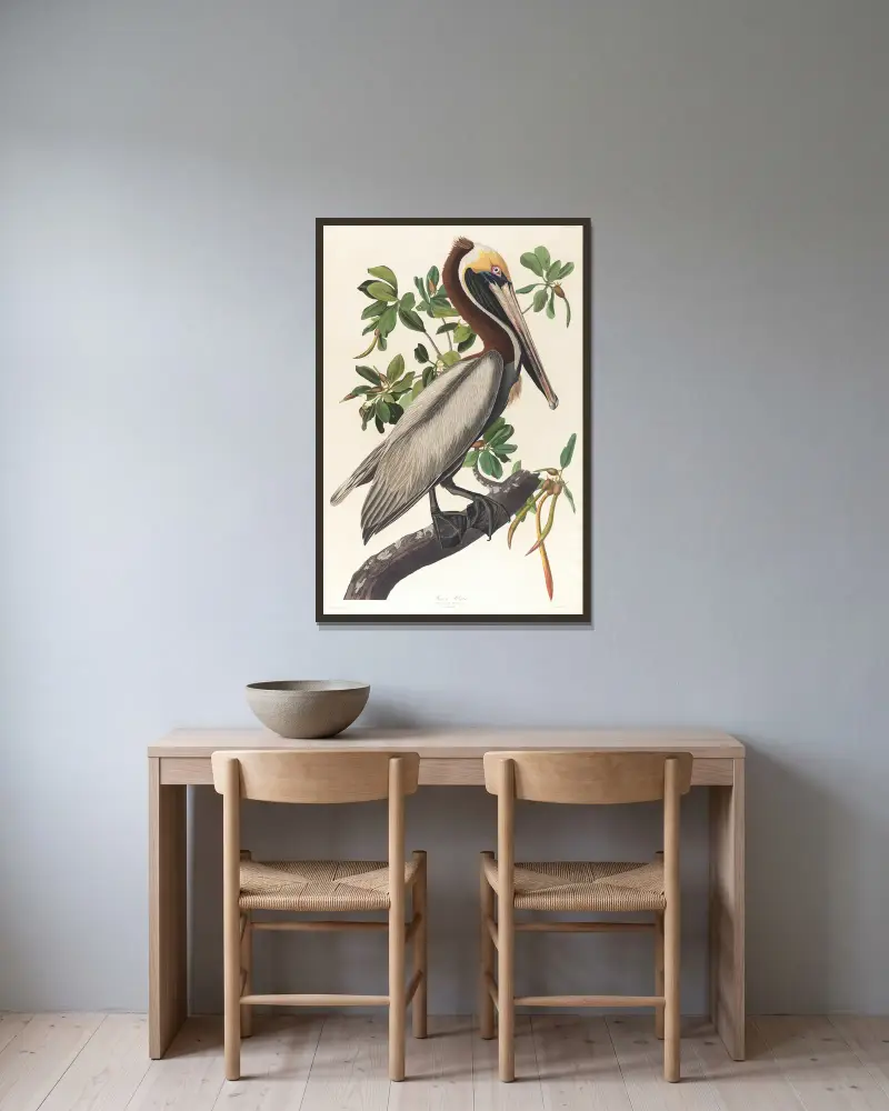 Brown pelican, Pelecanus fuscus av John James Audubon inramad på en vägg