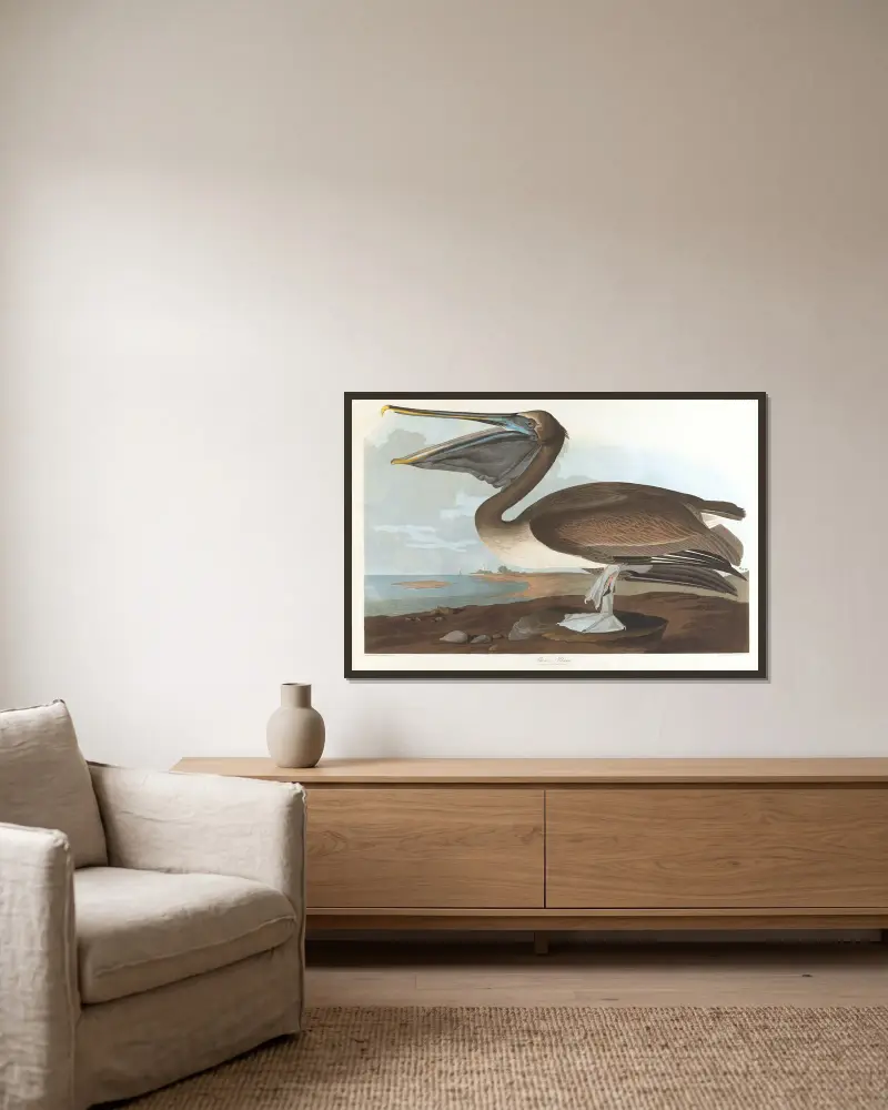 Brauner Pelikan von John James Audubon gerahmt an einer Wand