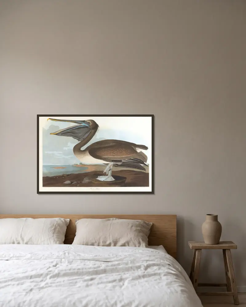 Brauner Pelikan von John James Audubon gerahmt an einer Wand
