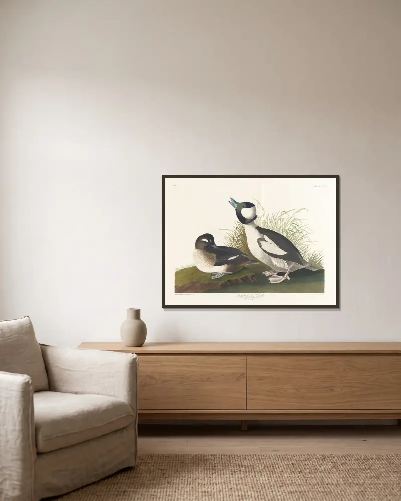 Kachna s hřebínkem, John James Audubon v rámu na stěně