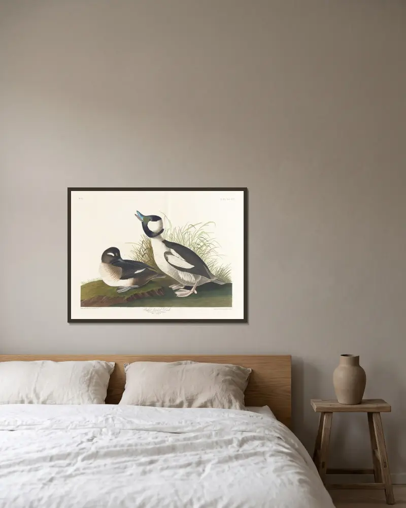 Kachna s hřebínkem, John James Audubon v rámu na stěně