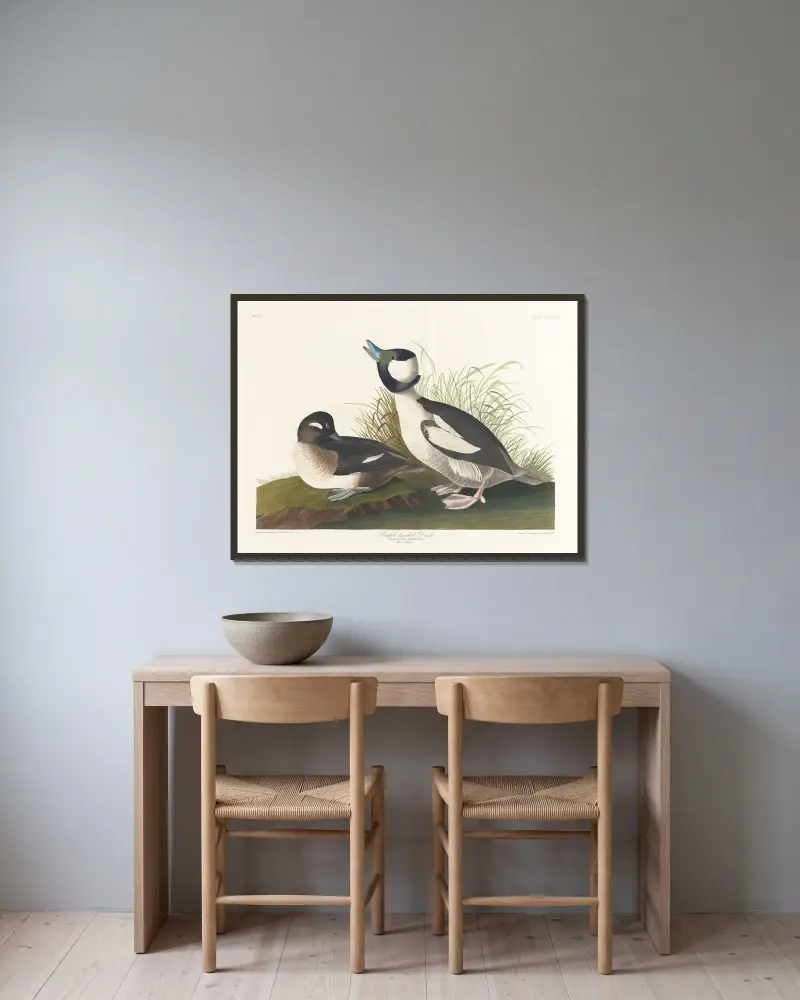 Kachna s hřebínkem, John James Audubon v rámu na stěně