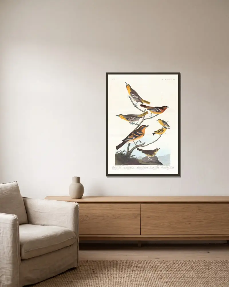 Bullock’s oriole. Baltimore oriole. Mexican goldfinch. Varied thrush. Common water thrush av John James Audubon inramad på en vägg