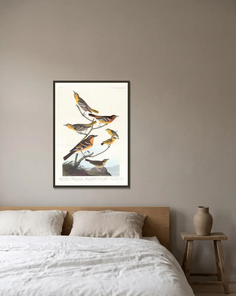 Bullock’s oriole. Baltimore oriole. Mexican goldfinch. Varied thrush. Common water thrush av John James Audubon inramad på en vägg