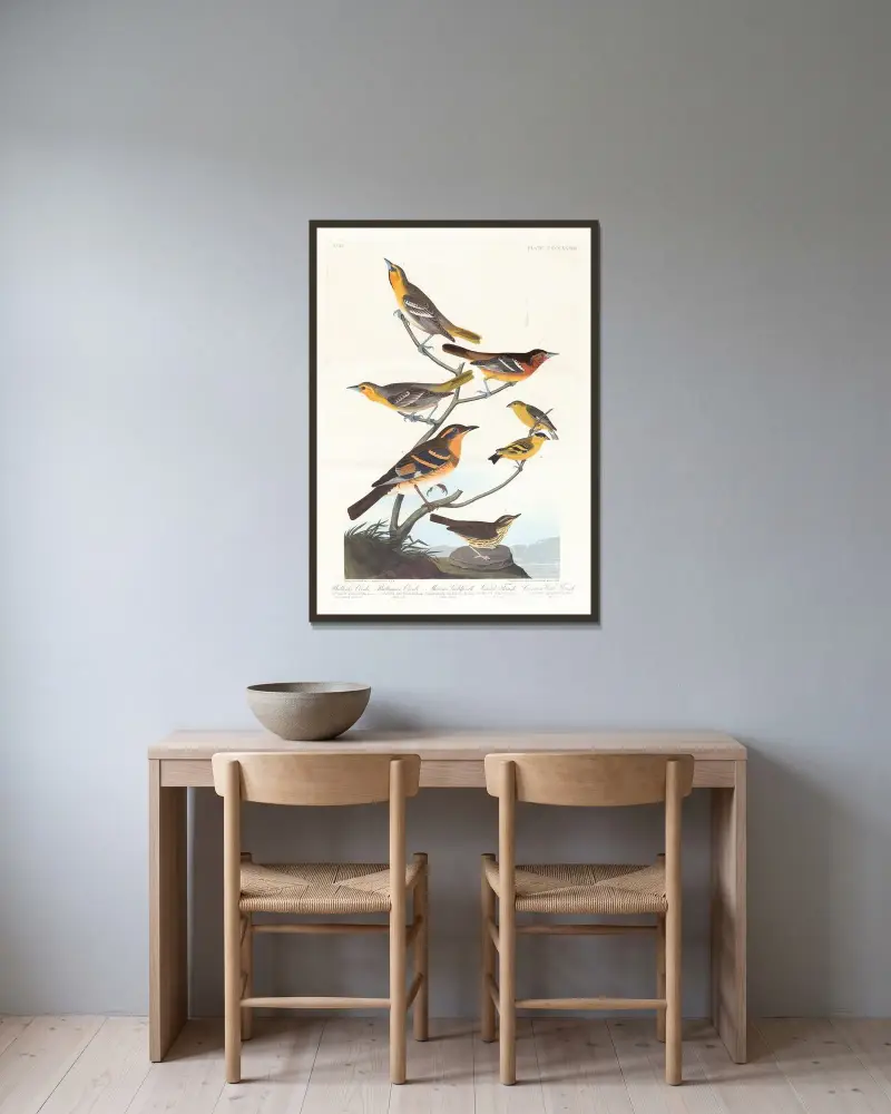 Bullock’s oriole. Baltimore oriole. Mexican goldfinch. Varied thrush. Common water thrush av John James Audubon inramad på en vägg