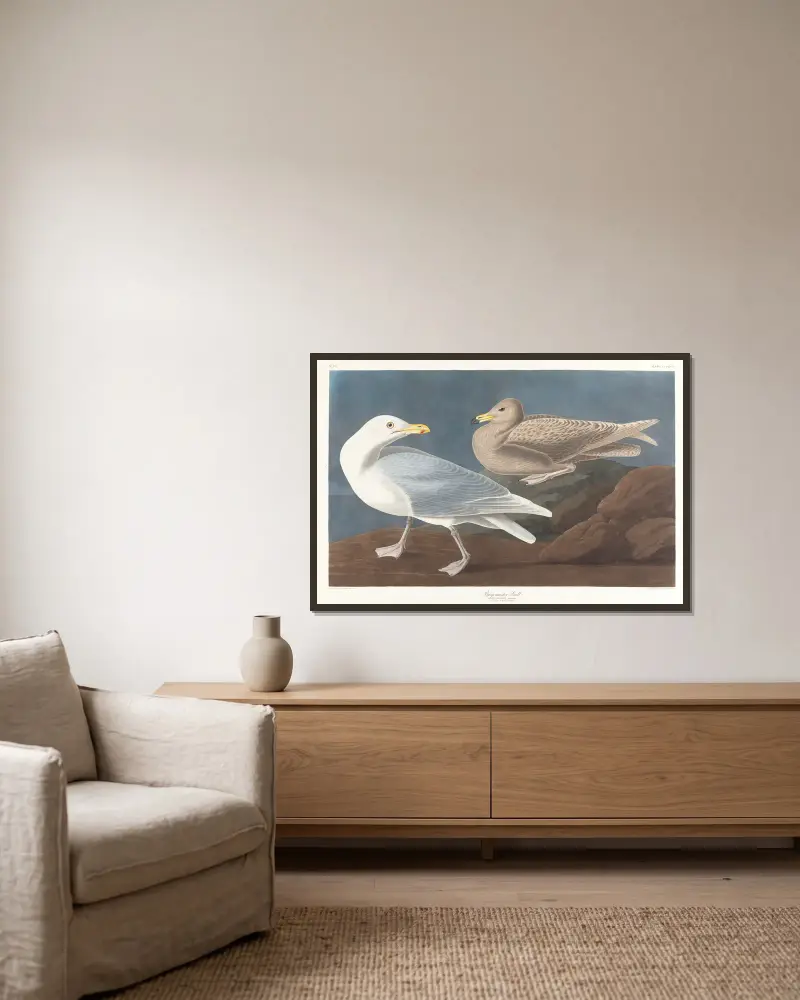 Burgomaster gull, John James Audubon v rámu na stěně