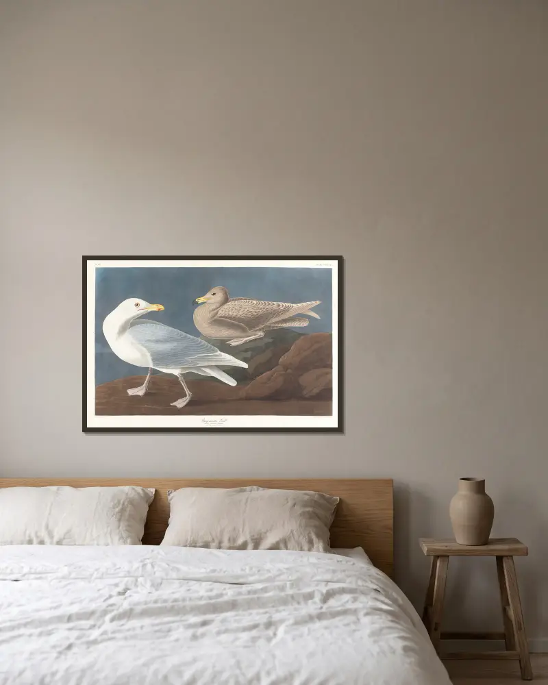 Burgomaster gull, John James Audubon v rámu na stěně
