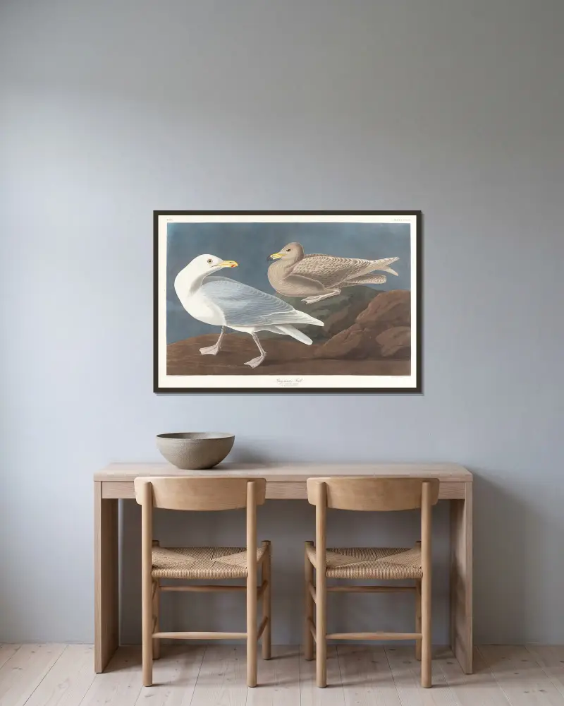 Burgomaster gull, John James Audubon v rámu na stěně