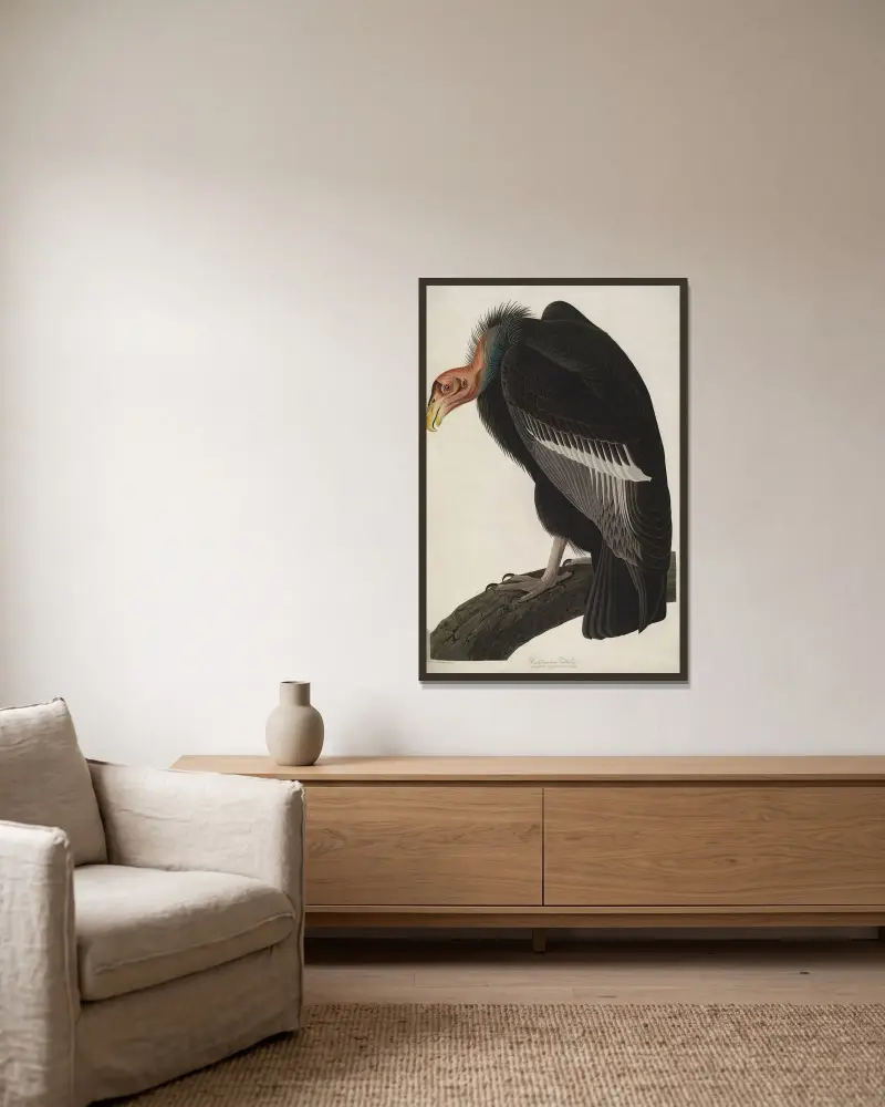 Kalifornischer Kondor, 1827 – Nr. 1 von John James Audubon gerahmt an einer Wand
