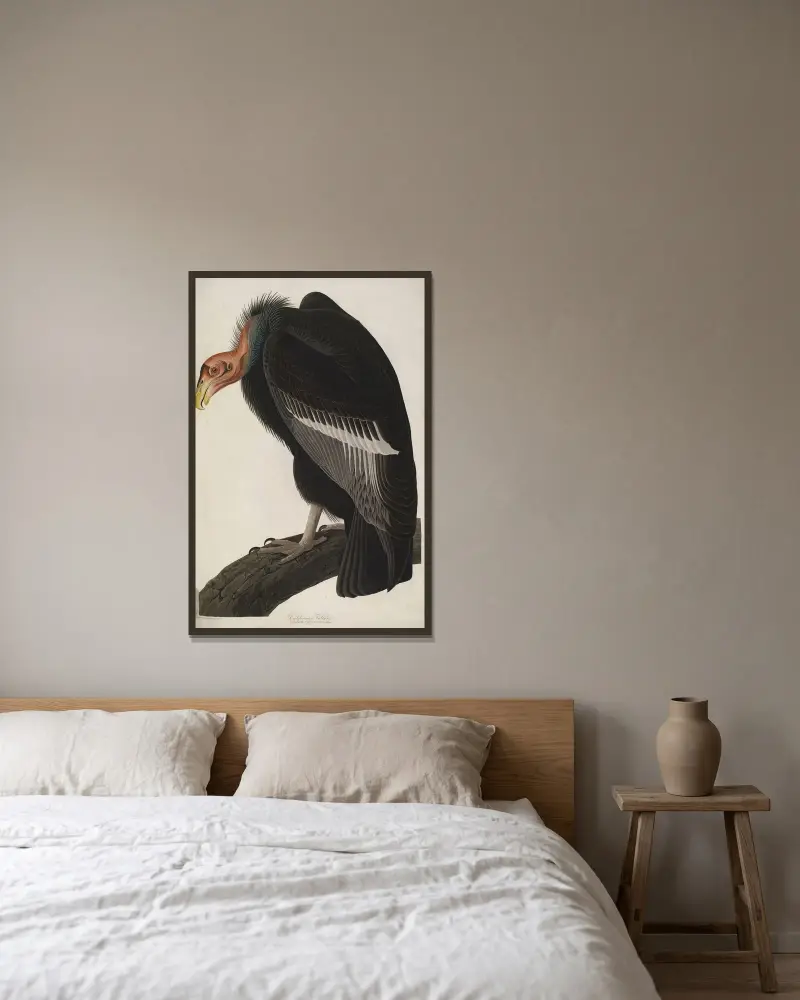 Kalifornischer Kondor, 1827 – Nr. 1 von John James Audubon gerahmt an einer Wand