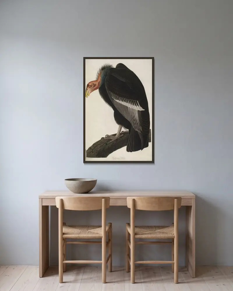 Kalifornischer Kondor, 1827 – Nr. 1 von John James Audubon gerahmt an einer Wand