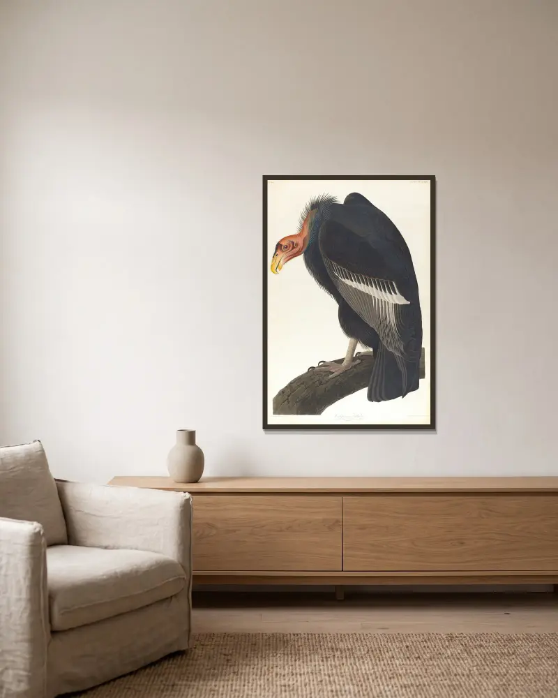 Californian vulture av John James Audubon inramad på en vägg