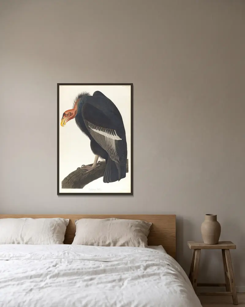 Californian vulture av John James Audubon inramad på en vägg