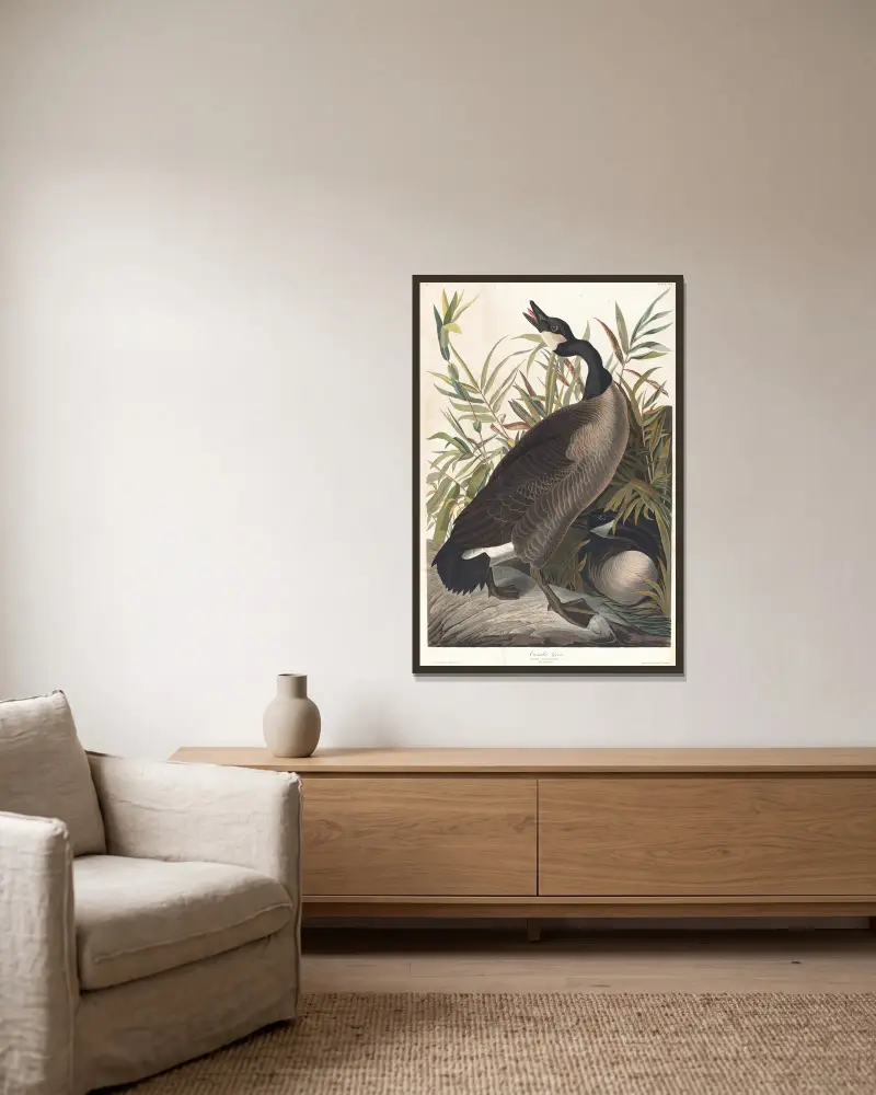 Kanadská husa, John James Audubon v rámu na stěně