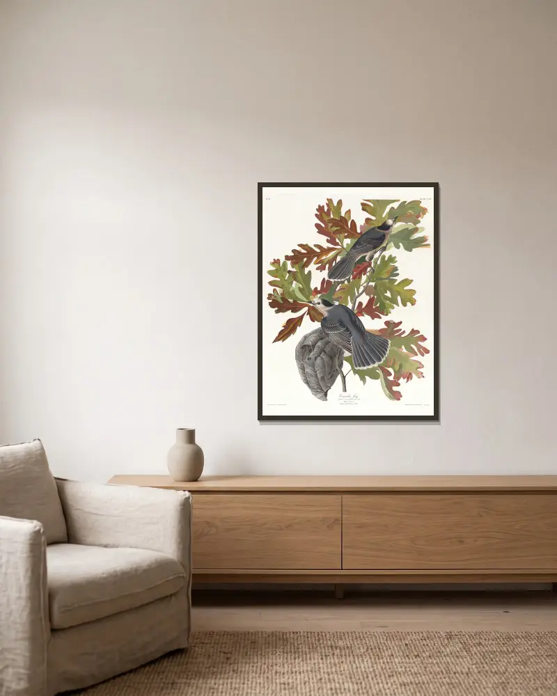Kanadensisk skrika, John James Audubon v rámu na stěně