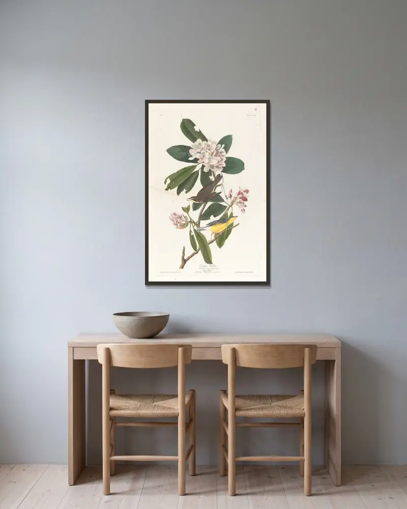 Kanadaparula, John James Audubon v rámu na stěně