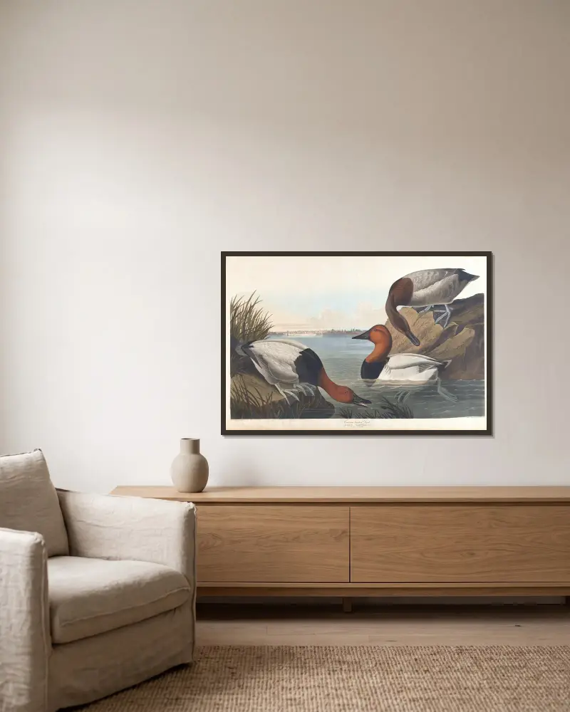 Canvasbackand, John James Audubon w ramie na ścianie