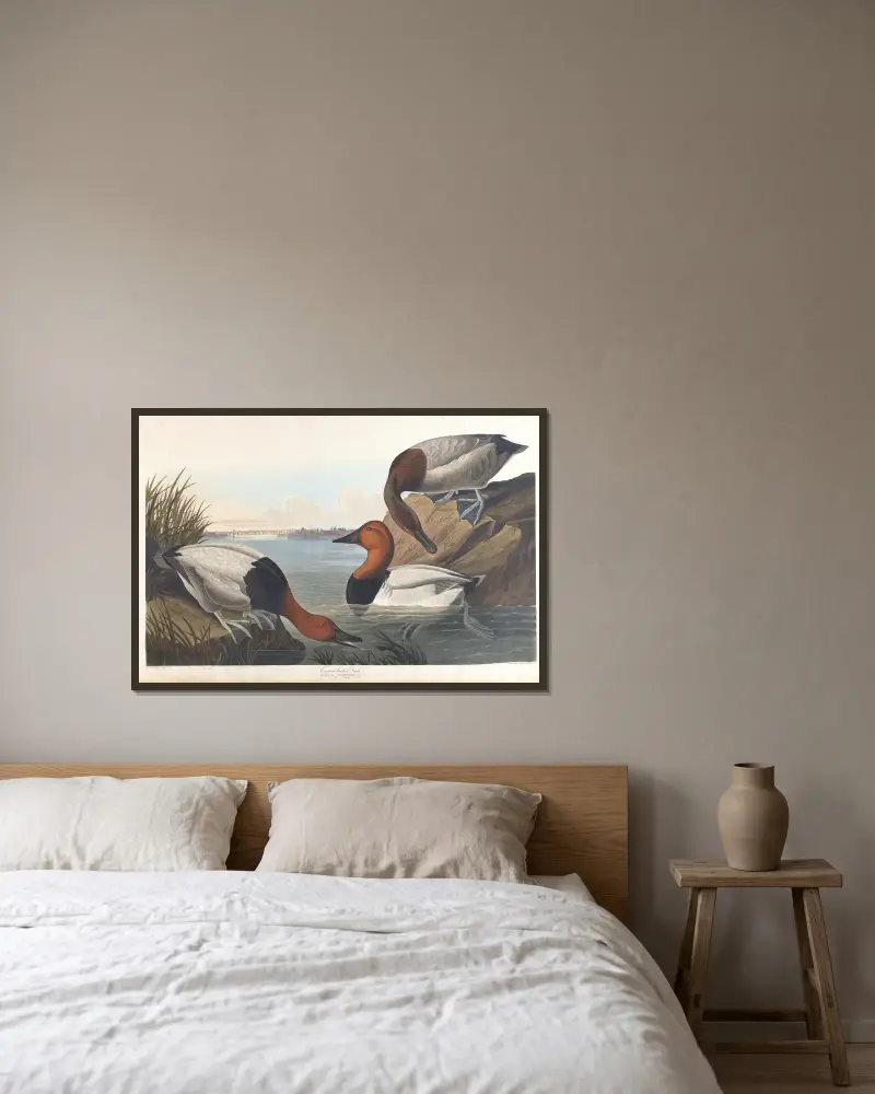 Canvasbackand, John James Audubon w ramie na ścianie