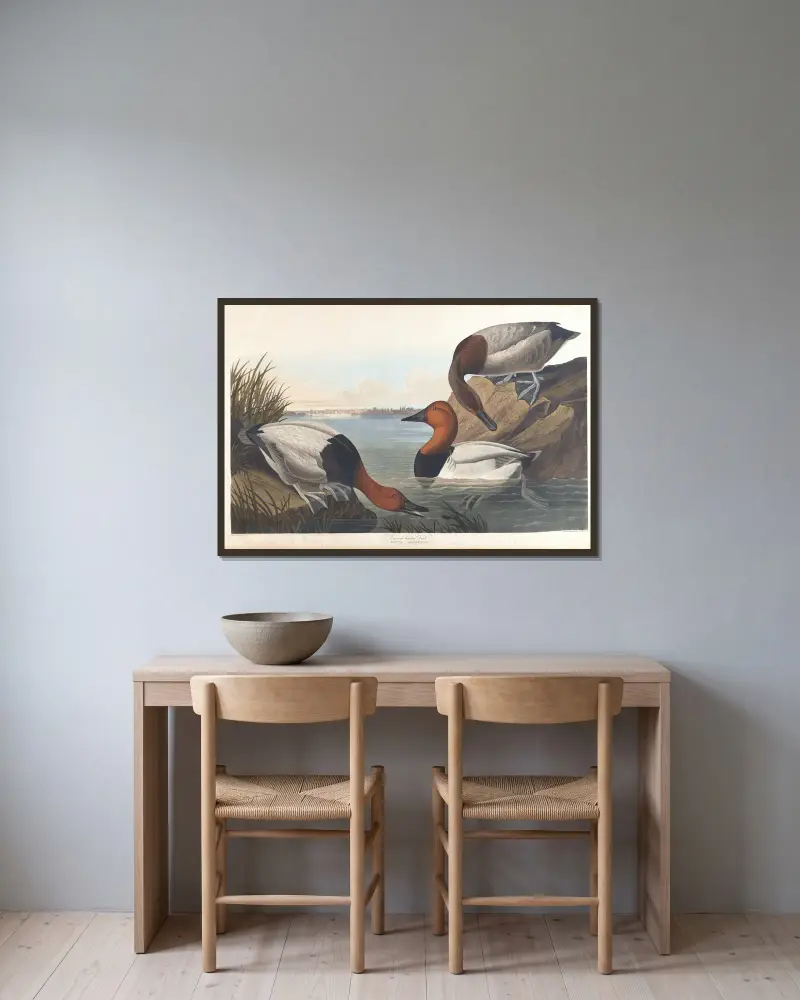 Canvasbackand, John James Audubon w ramie na ścianie