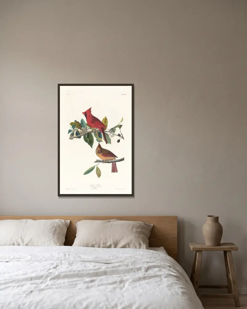 Kardinalfink von John James Audubon gerahmt an einer Wand