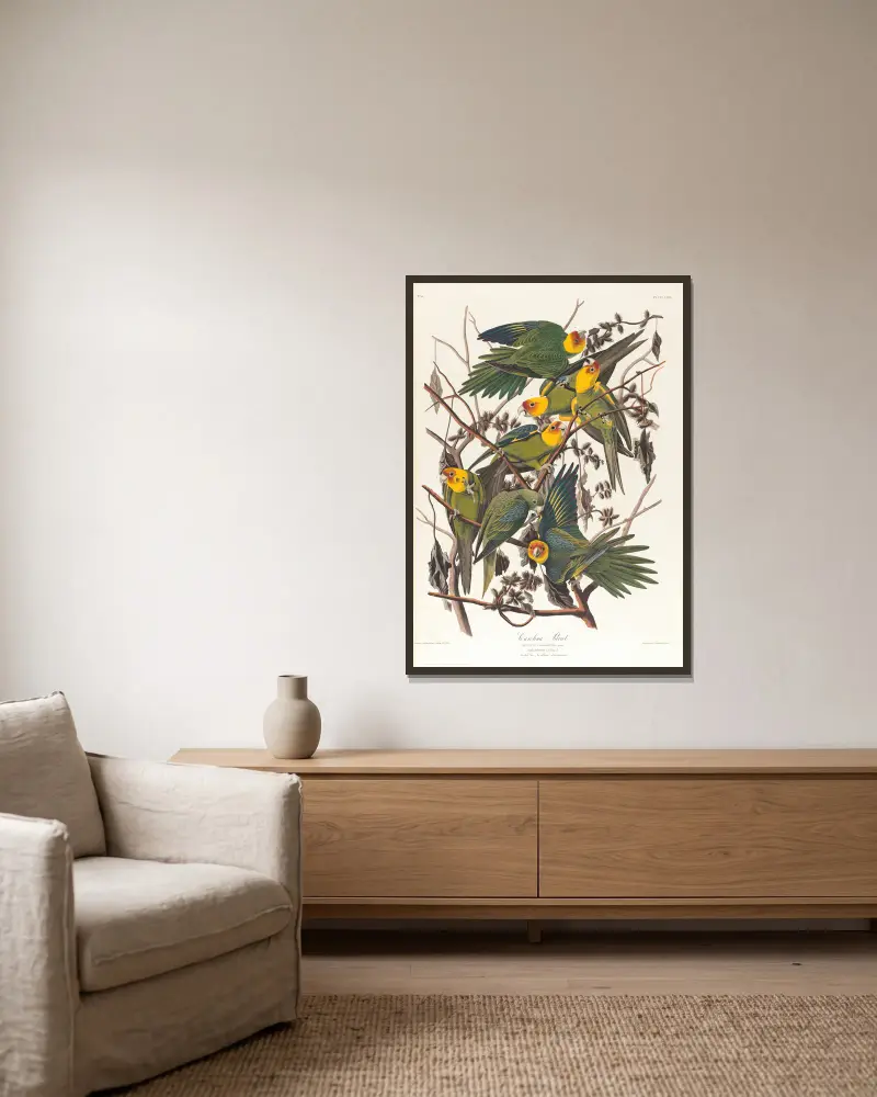 Karolínský papoušek, John James Audubon v rámu na stěně