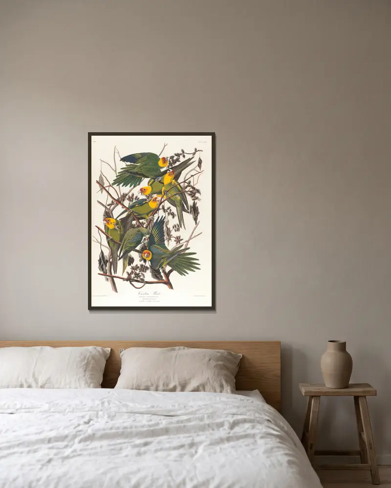 Karolínský papoušek, John James Audubon v rámu na stěně