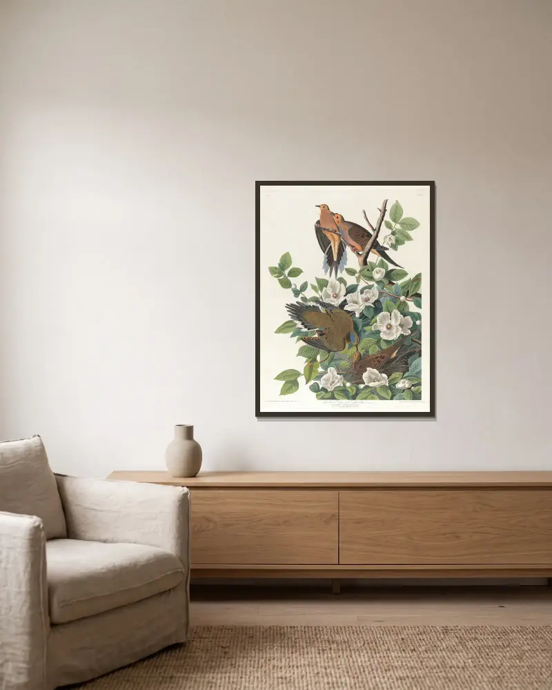 Carolina pigeon or turtle dove av John James Audubon inramad på en vägg