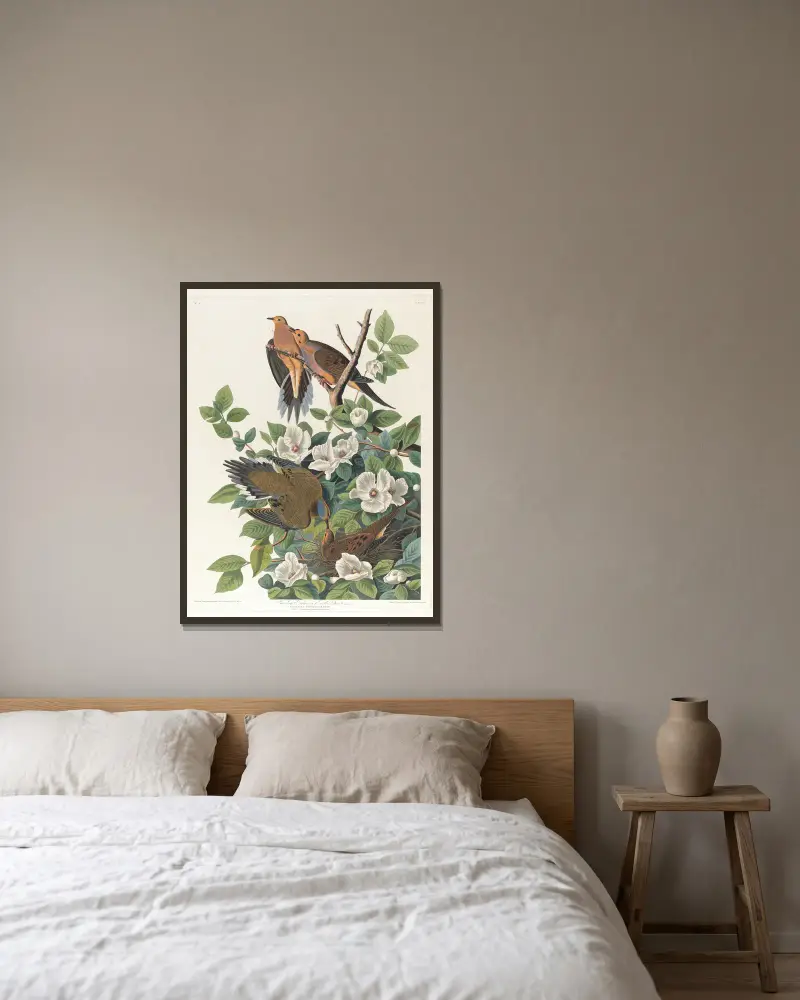 Carolina pigeon or turtle dove av John James Audubon inramad på en vägg