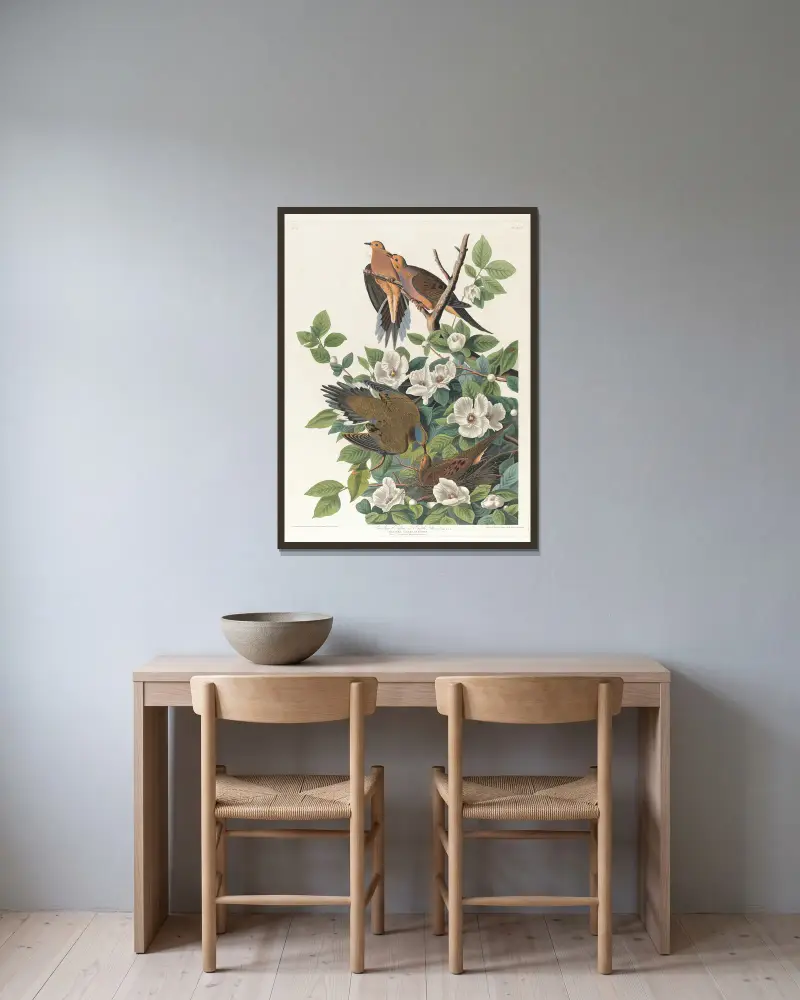 Carolina pigeon or turtle dove av John James Audubon inramad på en vägg