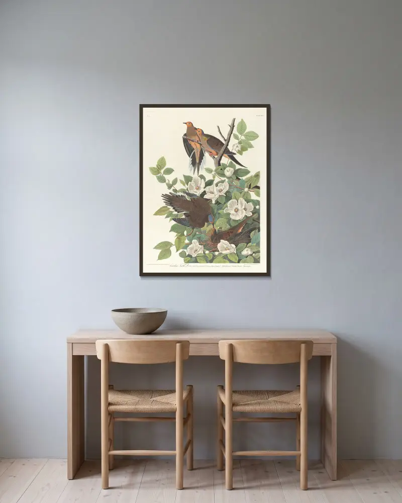 Carolina turtle dove av John James Audubon inramad på en vägg