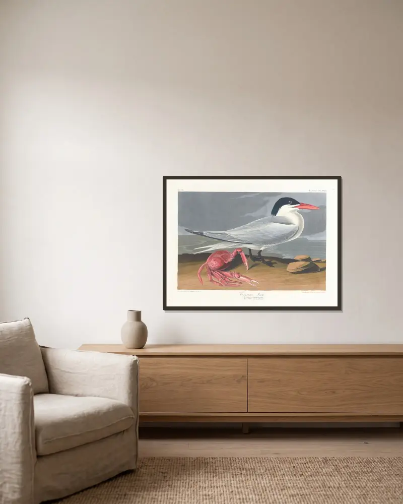 Cayensk tärna, John James Audubon v rámu na stěně