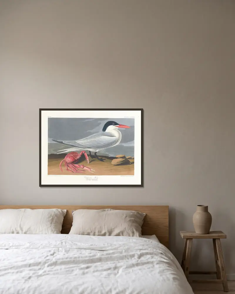 Cayensk tärna, John James Audubon v rámu na stěně