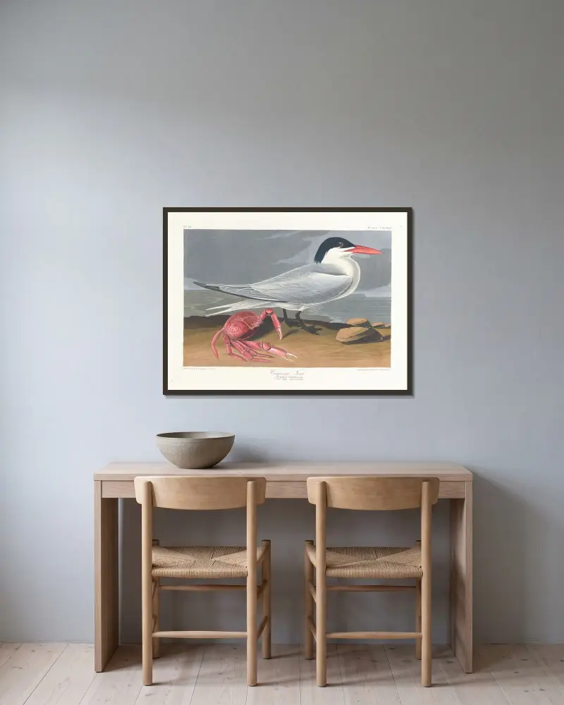 Cayensk tärna, John James Audubon v rámu na stěně