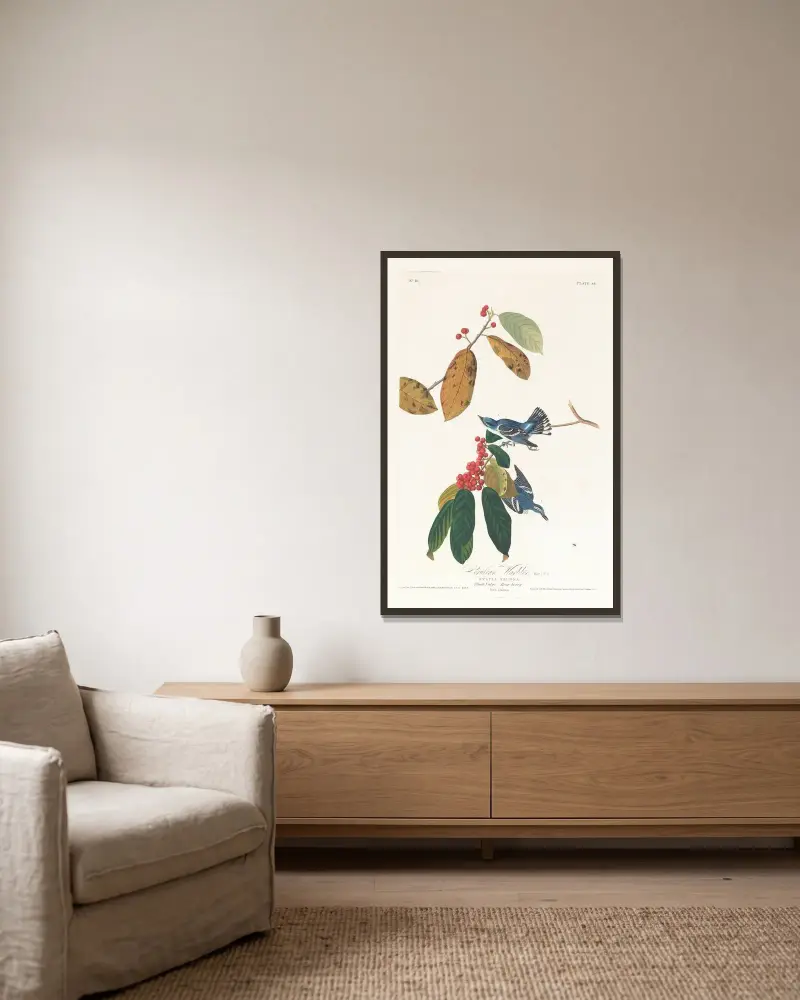 Cerulean warbler, John James Audubon v rámu na stěně