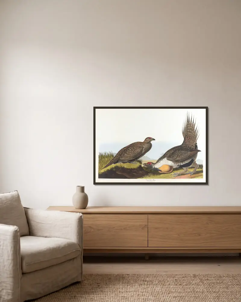 Cock of the plains av John James Audubon inramad på en vägg