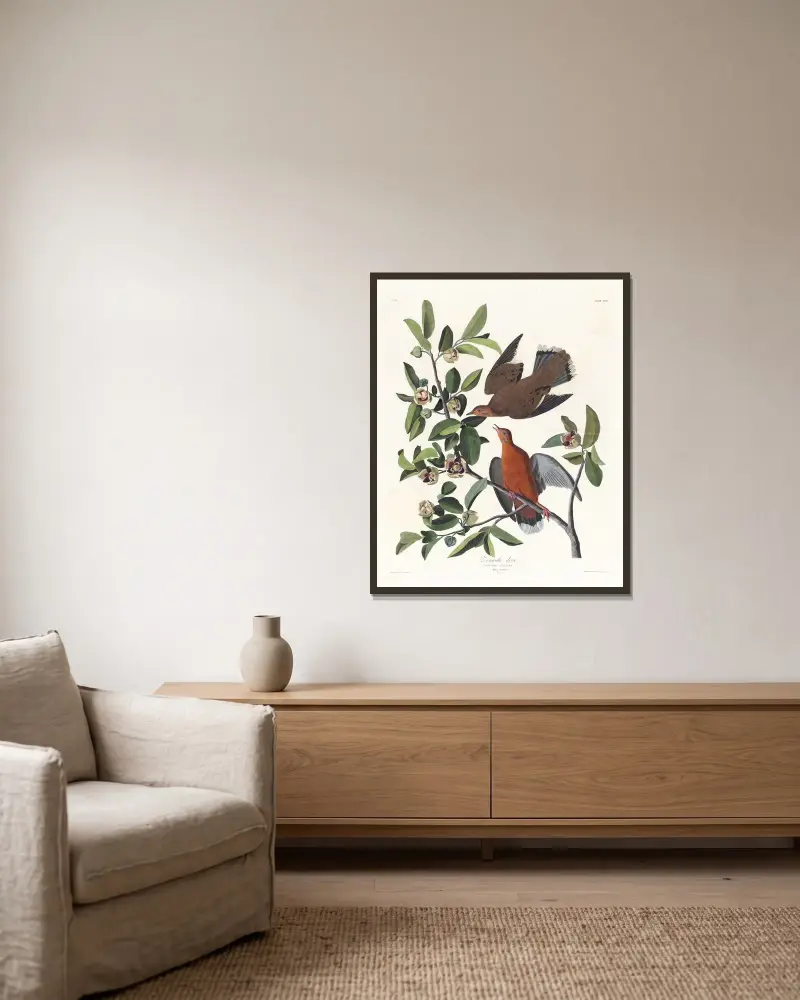 Columba zenaida, John James Audubon v rámu na stěně