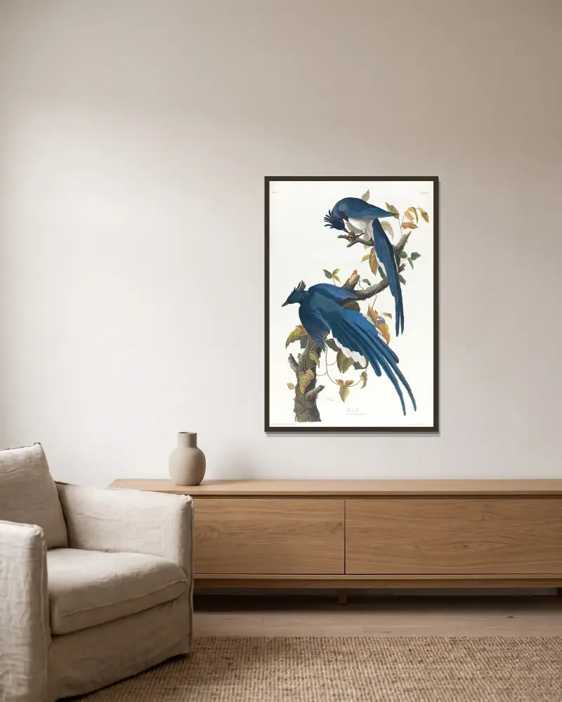 Kolumbijská sojka, John James Audubon v rámu na stěně