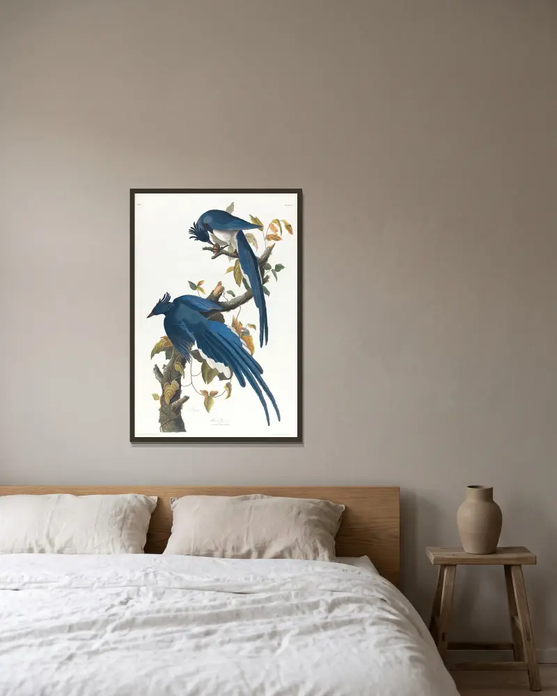 Kolumbijská sojka, John James Audubon v rámu na stěně
