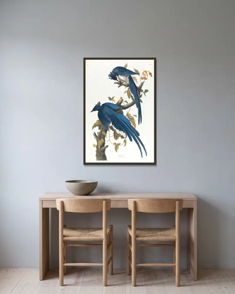 Kolumbijská sojka, John James Audubon v rámu na stěně