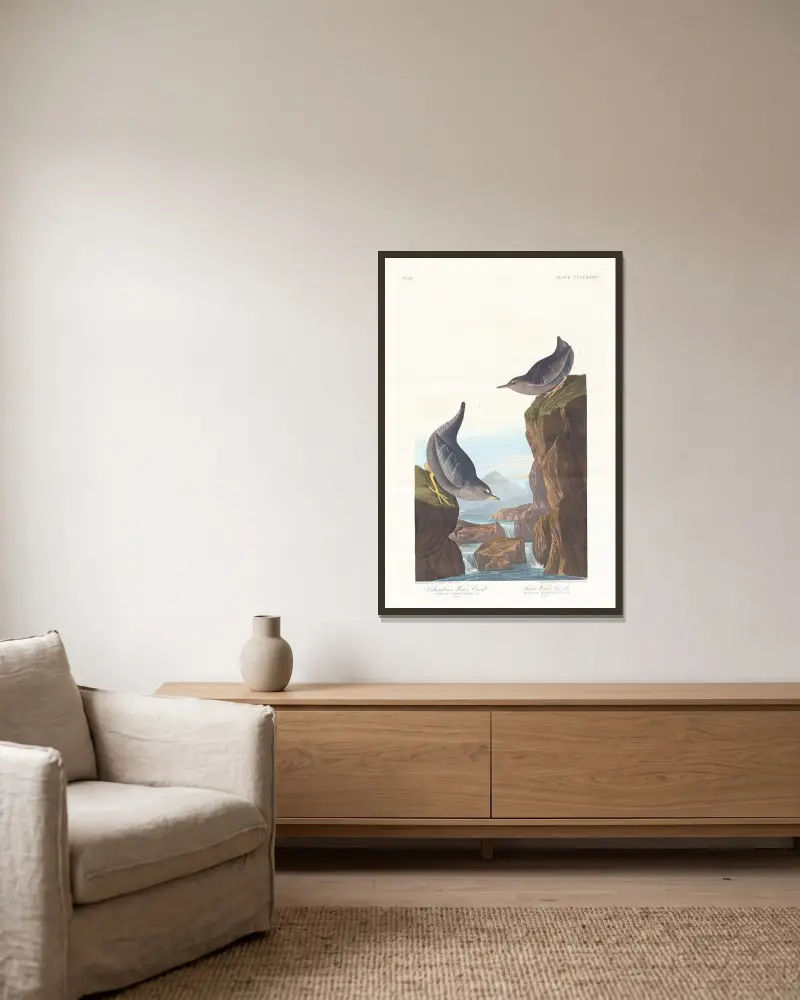 Columbian water ouzel av John James Audubon inramad på en vägg